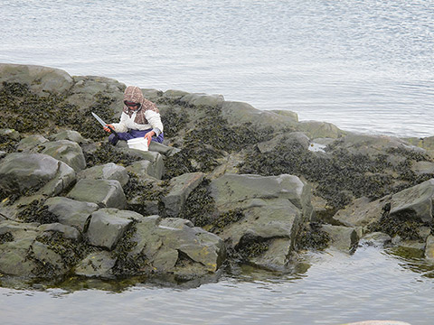 A person sits on the rocky shore onto which clings kelp. She is holding a long knife in one hand and a plastic bucket in the other. The rocks are surrounded by open water.