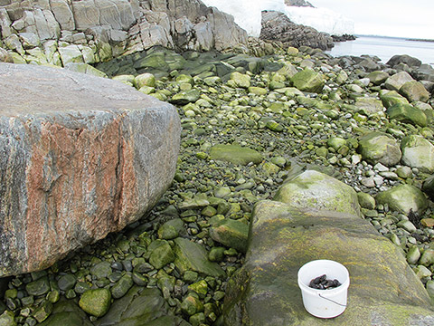 A rocky shoreline and several stones covered with greenish moss can be seen. In the foreground, a plastic bucket containing mussels rests on a large rock. A body of water is the background.