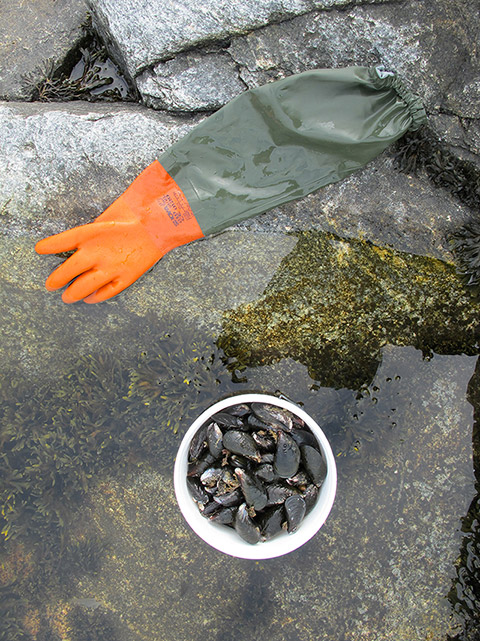 A long rubber glove and a plastic bucket filled with mussels lay upon the rocks. A rocky cavity is submerged. Kelp can be found at the bottom.